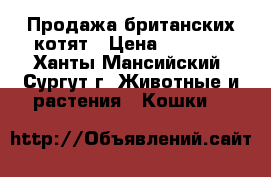 Продажа британских котят › Цена ­ 2 500 - Ханты-Мансийский, Сургут г. Животные и растения » Кошки   